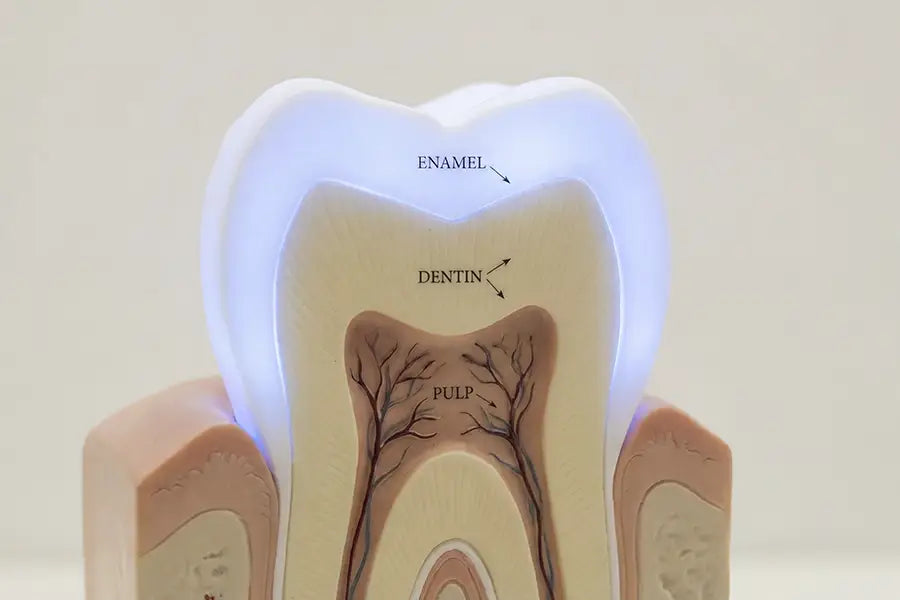 Cross-section of tooth showing enamel, dentin, and pulp layers with luminous enamel highlighting remineralisation